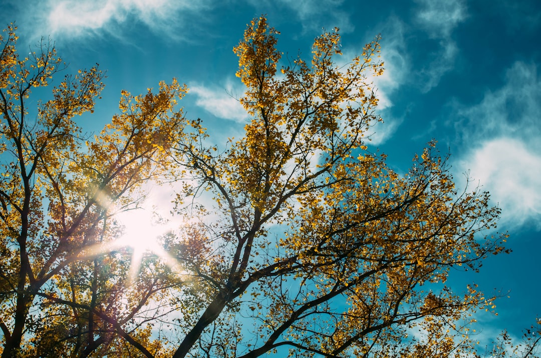 brown leafed trees